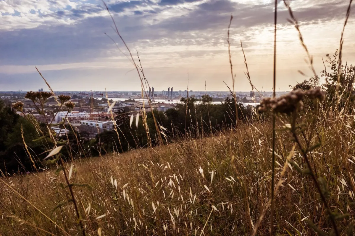 Vue panoramique de Bordeaux depuis une colline avec végétation sauvage au premier plan et la ville s'étendant vers l'horizon sous un ciel nuageux